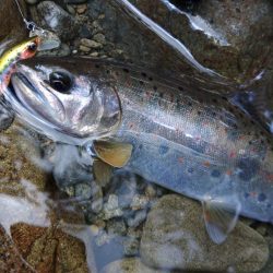 夏のアマゴは難しい